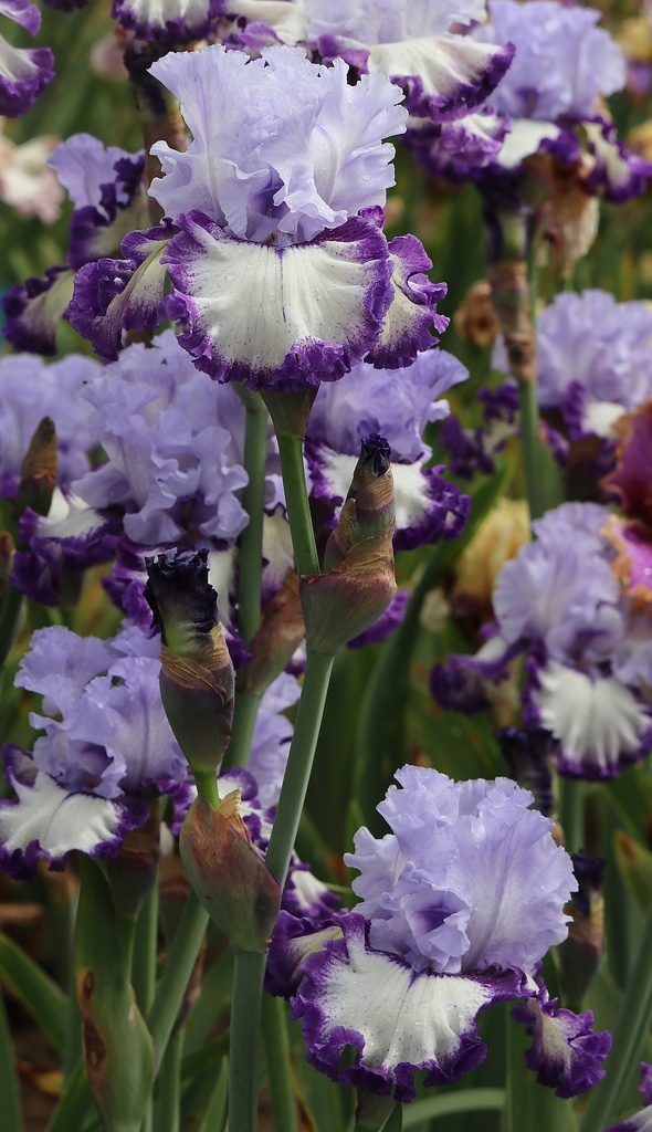 Running In Circles MidAmerica Garden